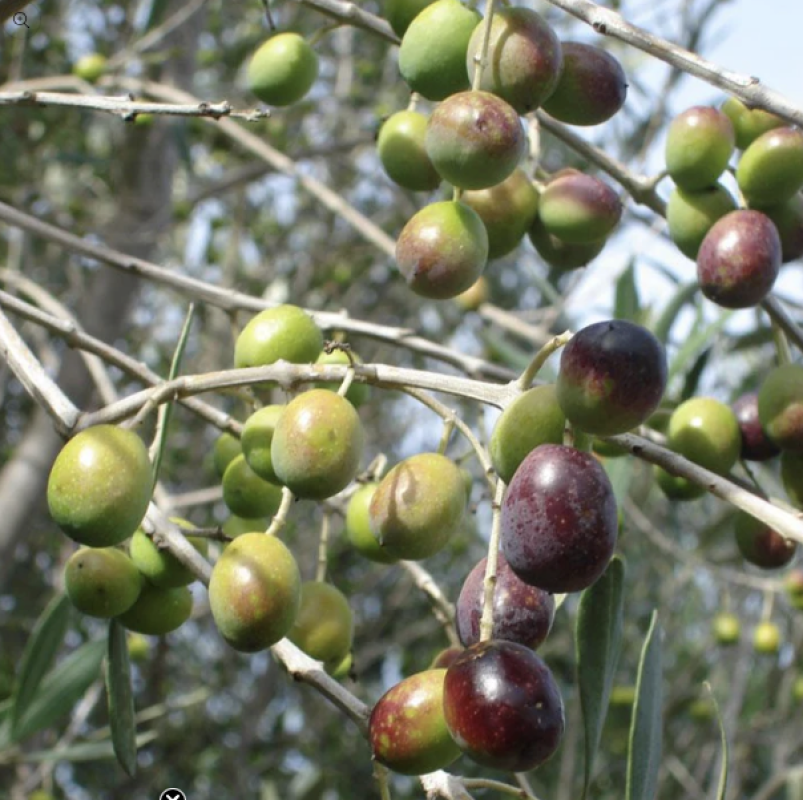 Olives from US